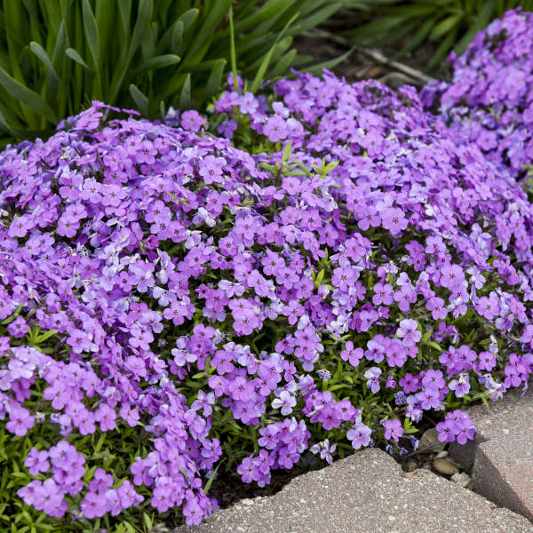 Phlox 'Purple Sprite' – New Blooms Nursery