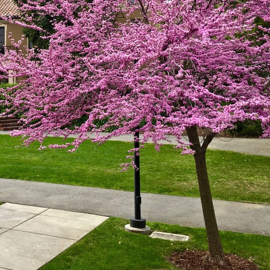 Sale Pink pom pom trees