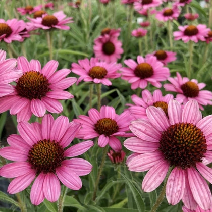 Echinacea 'Pixie Meadowbrite' - Coneflower – New Blooms Nursery