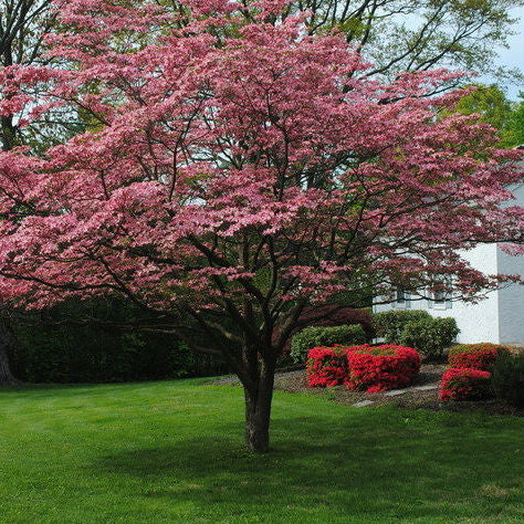 Red Cloud Dogwood – New Blooms Nursery