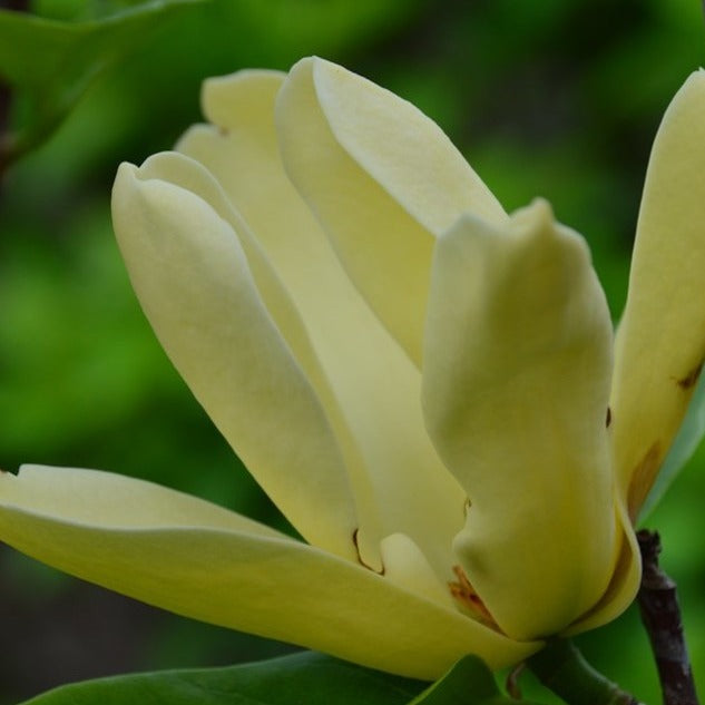 Sunspire Magnolia New Blooms Nursery   Sunspire3 