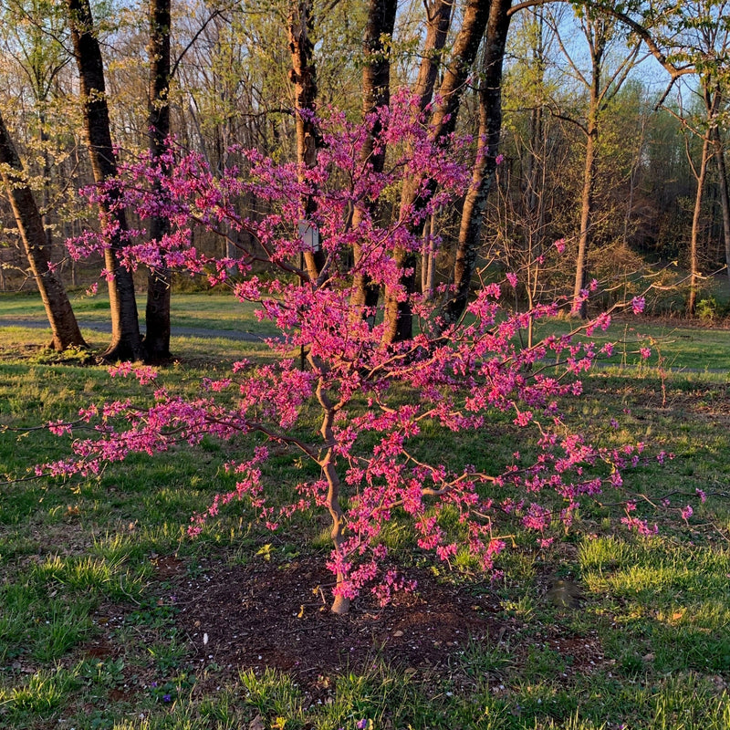 Zig Zag Redbud – New Blooms Nursery