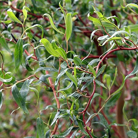 corkscrew willow leaves