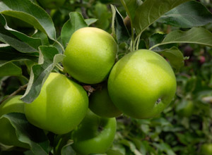 Granny Smith Apple Tree – New Blooms Nursery