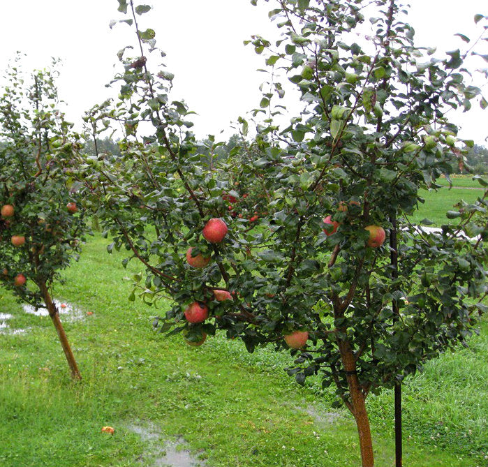 Apple Tree, 'Honeycrisp' - DeGroot