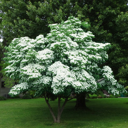 Blue Ray Kousa Dogwood – New Blooms Nursery