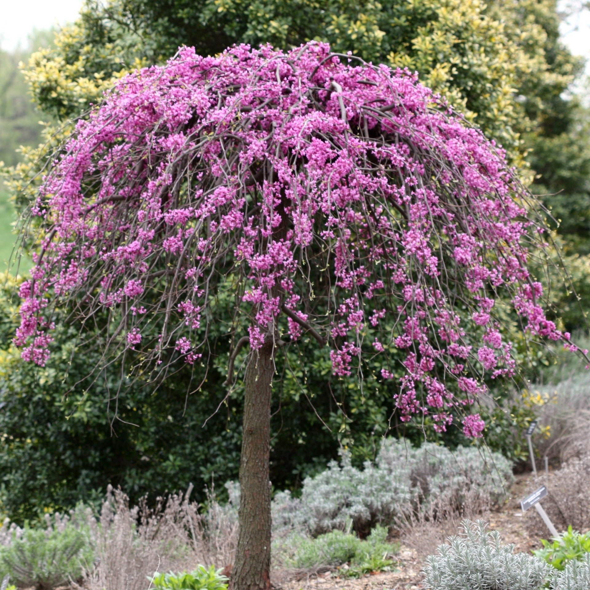 Lavender Twist® Redbud - Heeman's